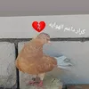 l_m_10_mustafa