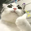 toanlamemsuyyy