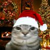 picichka_0