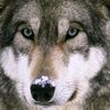 thelonewolf260