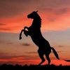 9mouradcavallo
