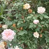 nguynthluyn756