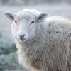 leonizni5o5
