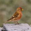 birdsbyruairi