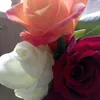 kristii037