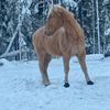 legendofeldoradowinter