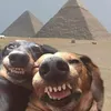 wit.txes