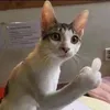 hellomaythakem