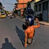 arretias