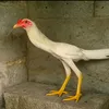 li4prgixjyk