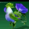 mi_nhon_68