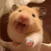 nvhopp_27