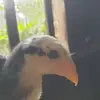 tamiangfarm