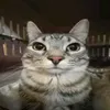 usero3mjqemgho