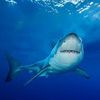 _thefamousshark