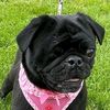 ruthie_the_rescue_pug