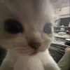 _hnu.enya_