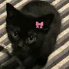 ari_vv13