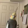 prettiestofbirds