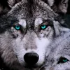 wolf.1926