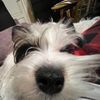 ilikeminidogs