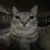 fotax.edits