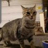 butterthegaragecat
