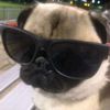 pug.m0m
