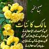 mohmdriazmohdriaz