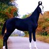 aqib.mughal97