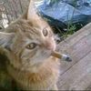 gatitong