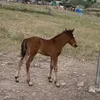 hamza08096