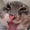 tongthongfox