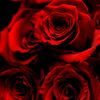 user5561103718576