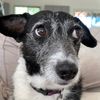 anne.dogs
