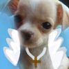 draculaura_12357