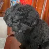 _trantuyen0