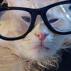 thecattncrrcom