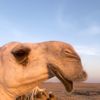 aboyazed35