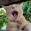 catsnme28
