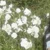 nony_me7