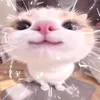 typek_na_motusie