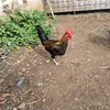 beyerpgb6l3