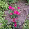 olgareddich8