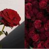 habiba.morad71