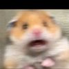 hamsterdeng