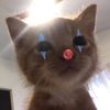 zurgggmeow