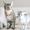 Nefi and Cleo