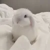 _kayayuroll