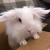 gardenbun